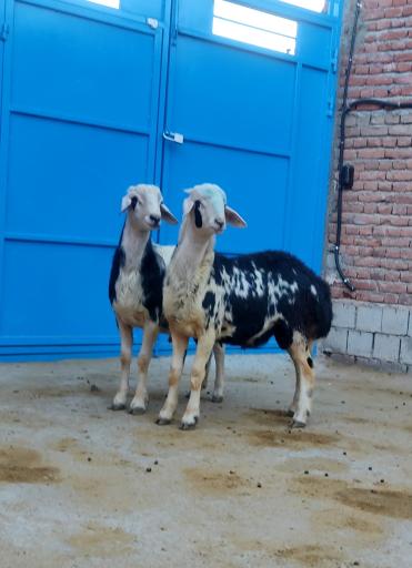 عکس دامداری فرهاد سلیمانی 