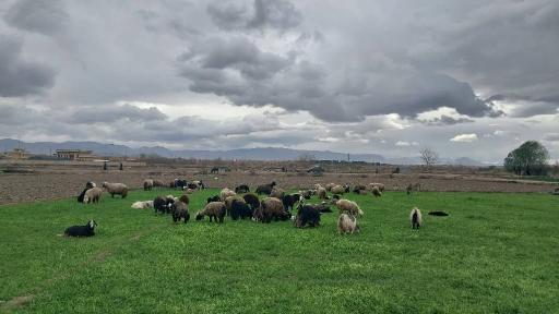 عکس ورنامخواست