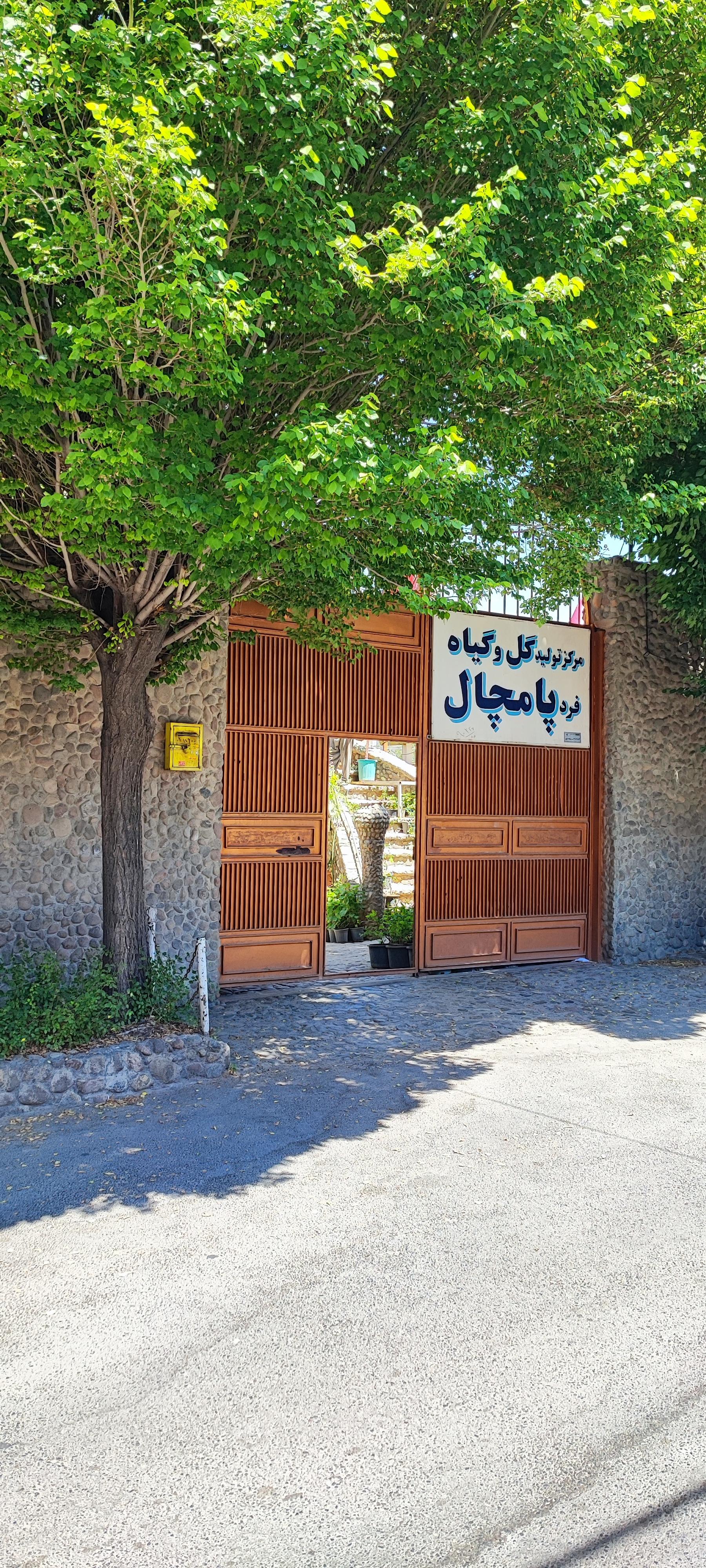 عکس گل و گیاه پامچال