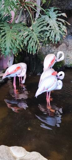 عکس گل و گیاه پامچال