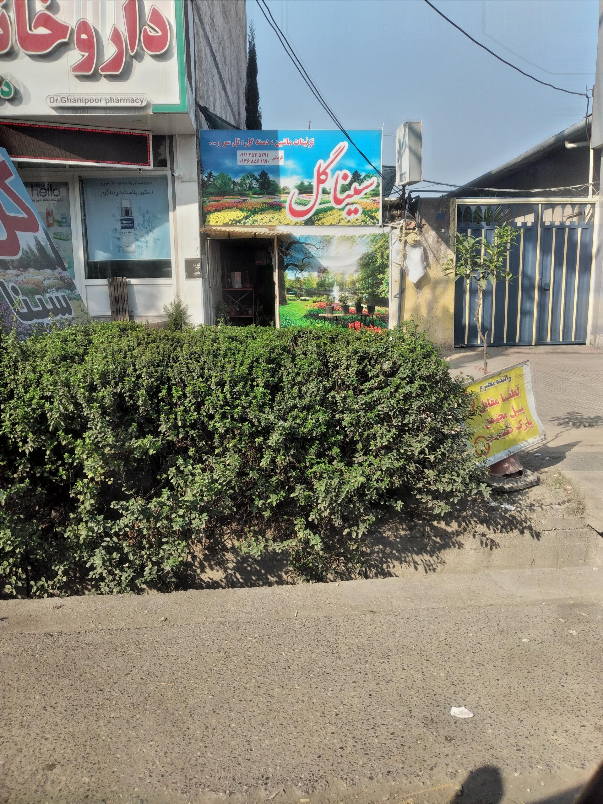 عکس سینا گل