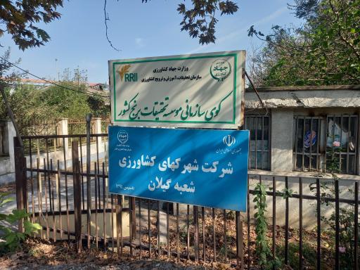 عکس کوی سازمانی موسسه تحقیقات برنج کشور 