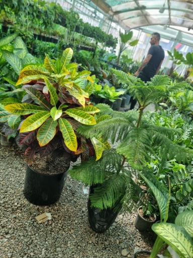 گلخانه کاتالیا