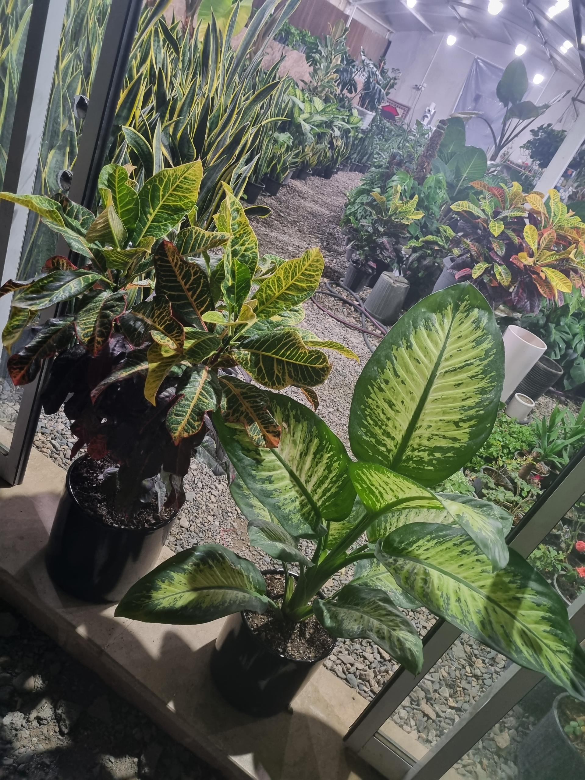 عکس گلخانه کاتالیا