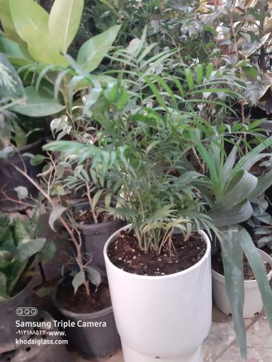 عکس گل فروشی مهد گل 