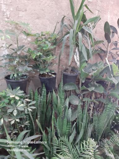 عکس گل فروشی مهد گل 