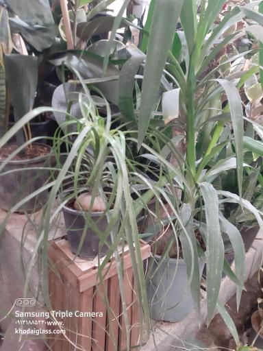 عکس گل فروشی مهد گل 