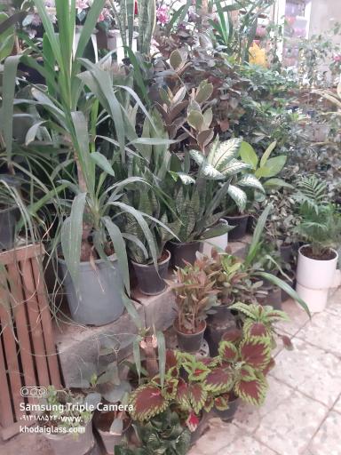 عکس گل فروشی مهد گل 