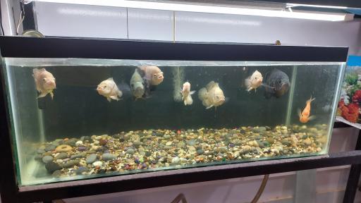 عکس آکواریوم جهان