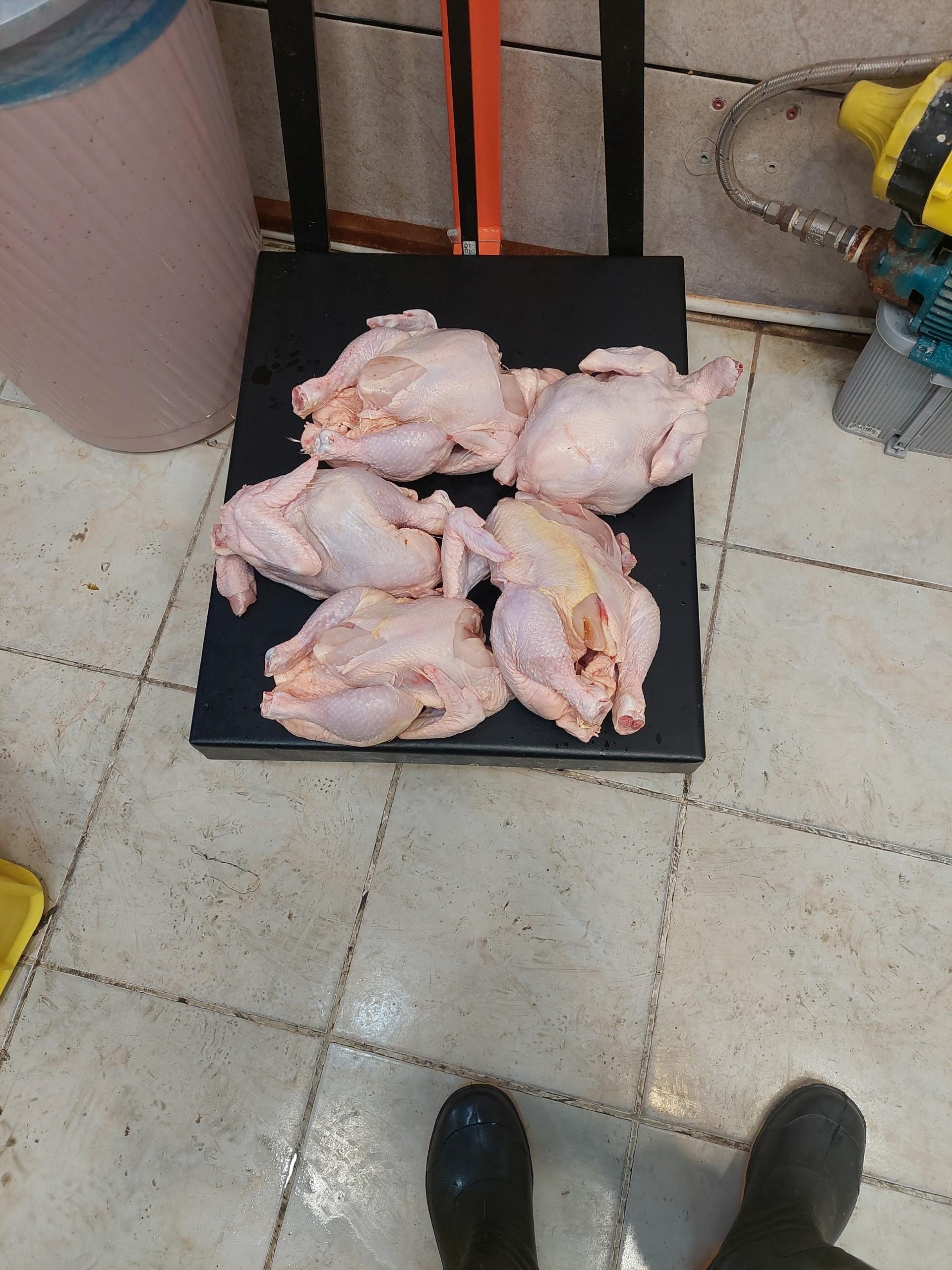 عکس پخش گوشت و مرغ یکتا (استار مز)