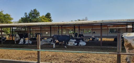 عکس گاوداری دانشگاه فردوسی