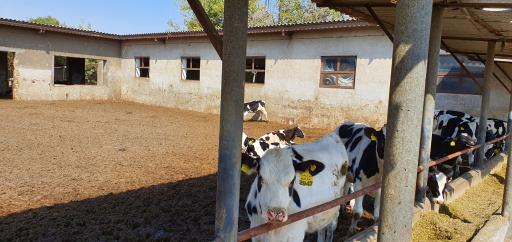 عکس گاوداری دانشگاه فردوسی