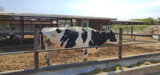 عکس گاوداری دانشگاه فردوسی