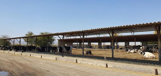 عکس گاوداری دانشگاه فردوسی