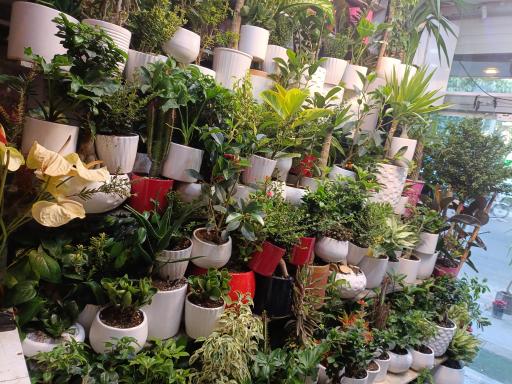 عکس گل فروشی گل طلای سبز 