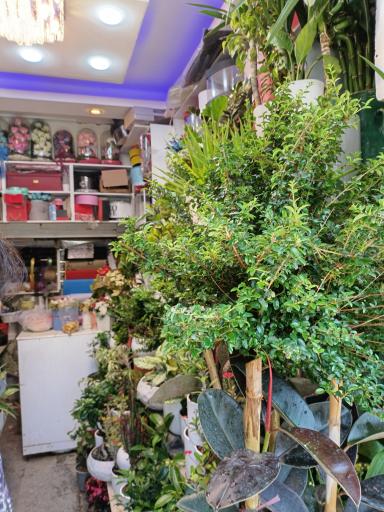 عکس گل فروشی گل طلای سبز 