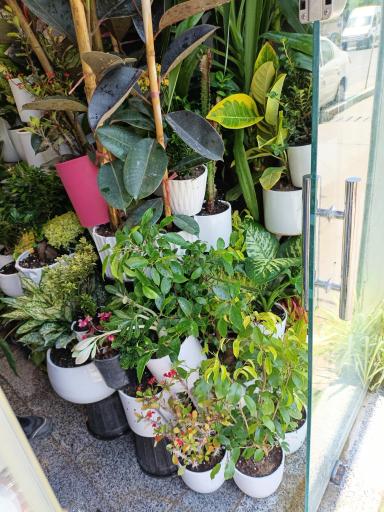 عکس گل فروشی گل طلای سبز 