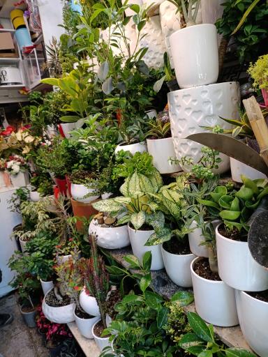 عکس گل فروشی گل طلای سبز 