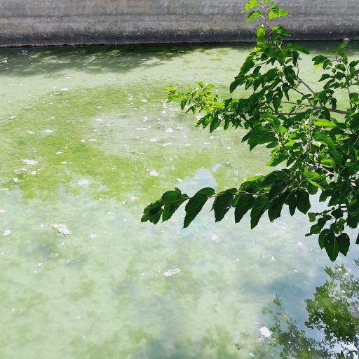 عکس چشمه حوض ماهی