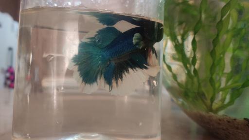 عکس ماهی آکواریومی آکواکوبیک