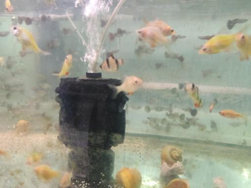 عکس ماهی آکواریومی آکواکوبیک