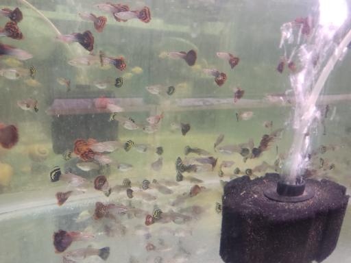 عکس ماهی آکواریومی آکواکوبیک