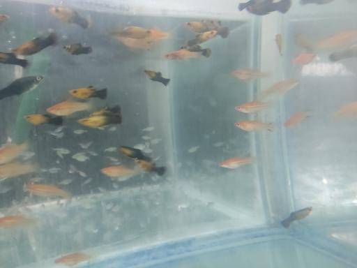 عکس ماهی آکواریومی آکواکوبیک