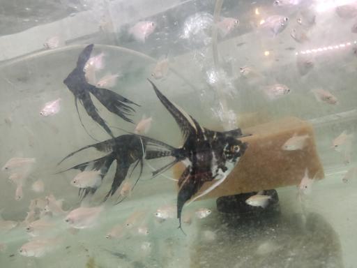 عکس ماهی آکواریومی آکواکوبیک