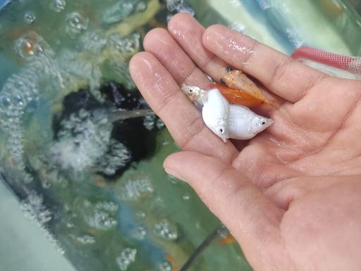 عکس ماهی آکواریومی آکواکوبیک