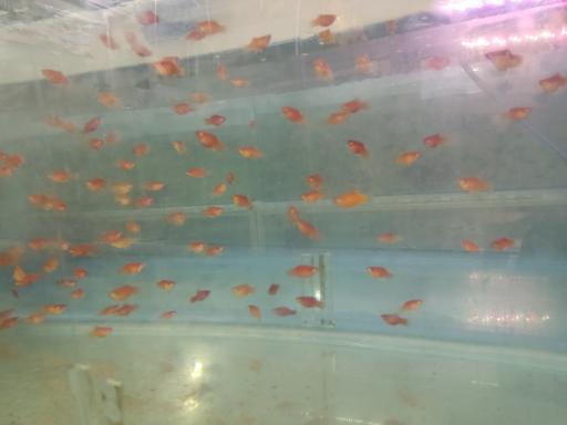 عکس ماهی آکواریومی آکواکوبیک