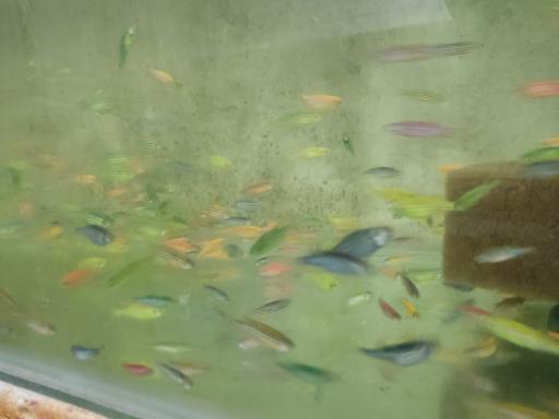 عکس ماهی آکواریومی آکواکوبیک