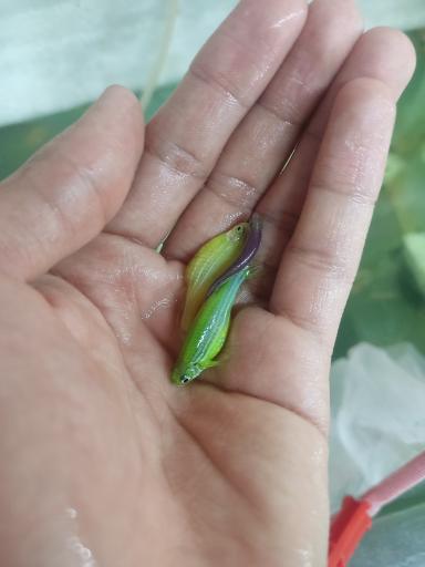 عکس ماهی آکواریومی آکواکوبیک