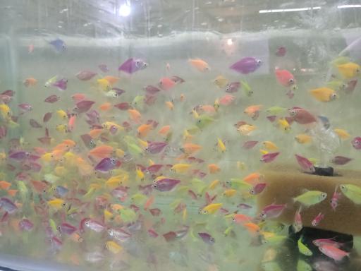 عکس ماهی آکواریومی آکواکوبیک