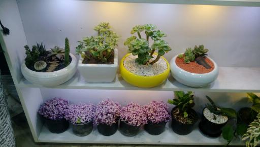 عکس فروشگاه گل و گیاه سارگل