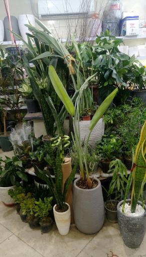 عکس فروشگاه گل و گیاه سارگل