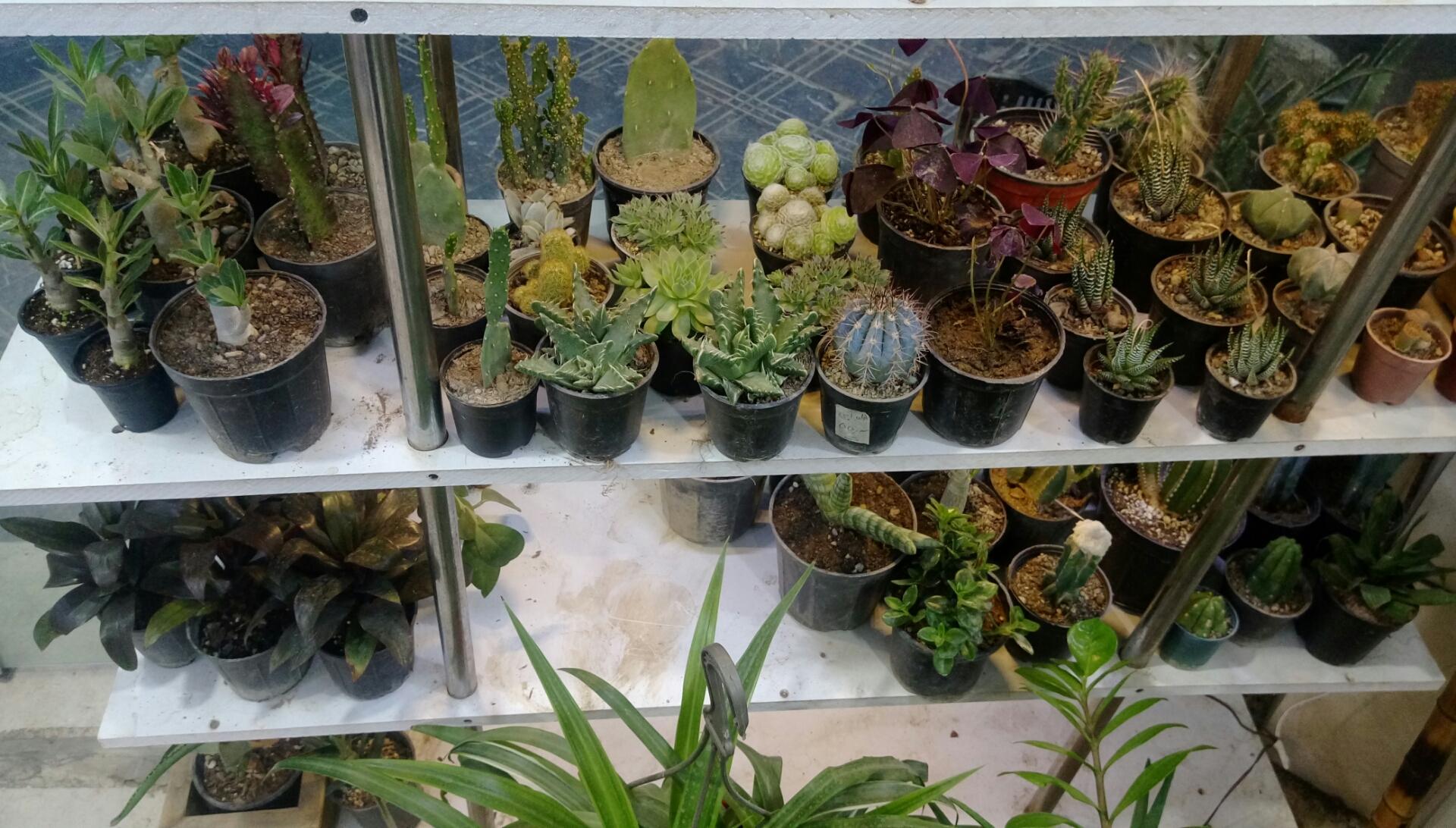 عکس فروشگاه گل و گیاه سارگل