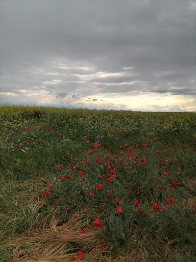 عکس برج زیدانلو