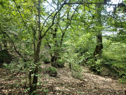 عکس پارک آزادمهر