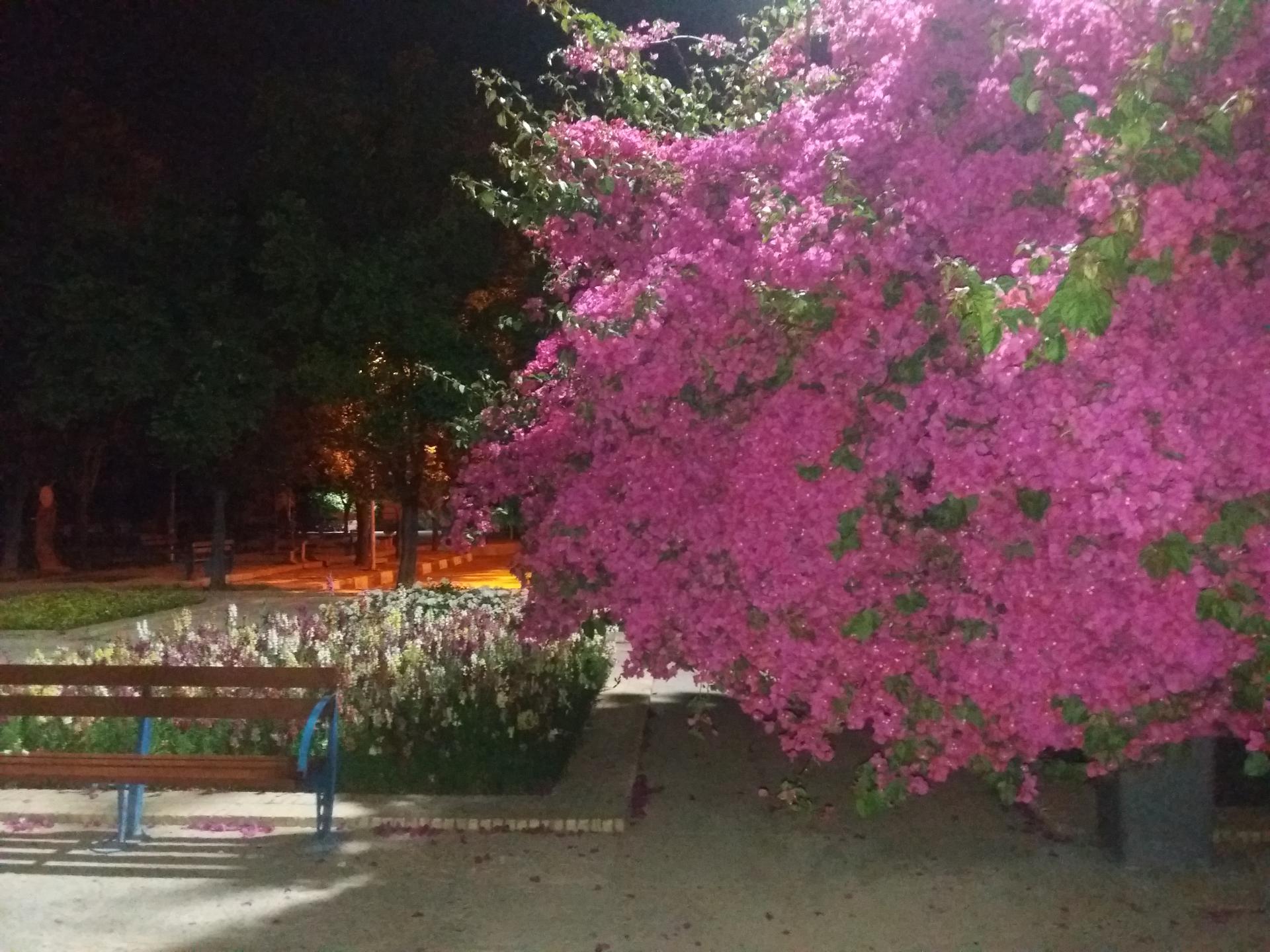 عکس بوستان یاسمن