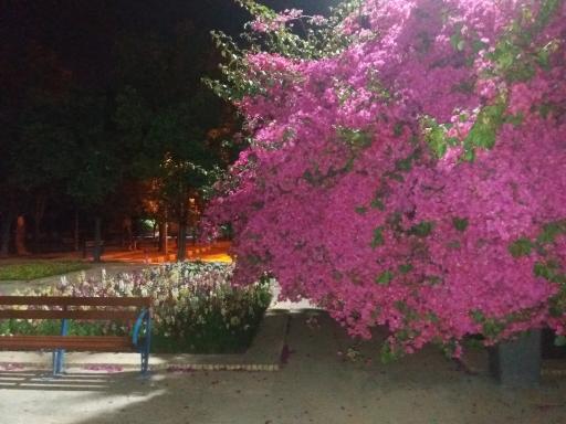 بوستان یاسمن