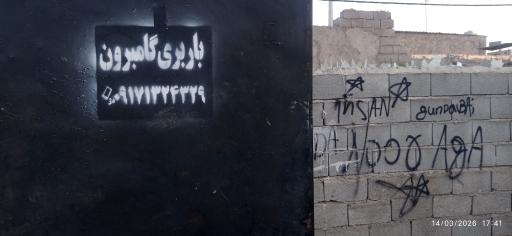 عکس باربری گامبرون