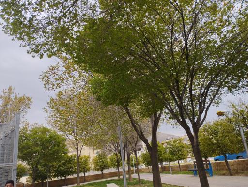 عکس بوستان یاسمن