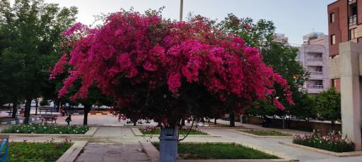 عکس بوستان یاسمن