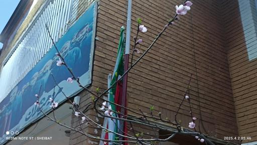 عکس مدرسه شهید تیموری