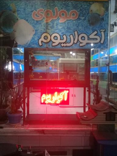 عکس آکواریوم مولوی