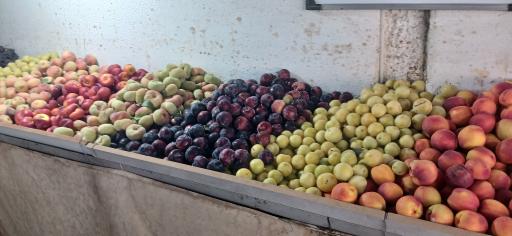 عکس میوه فروشی دوستان 