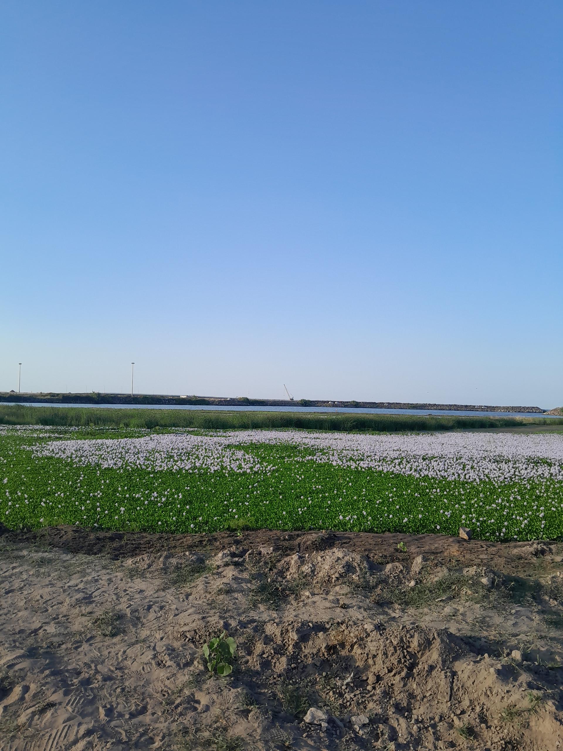 عکس بندر چمخاله