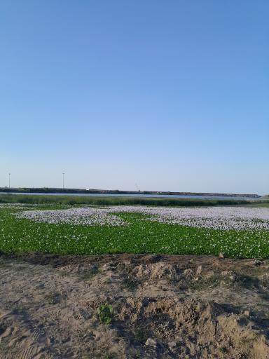 عکس بندر چمخاله