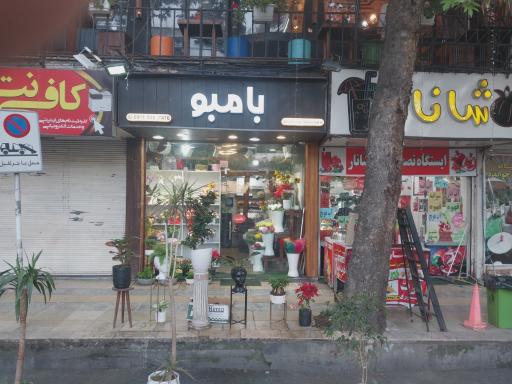 عکس گالری گل بامبو