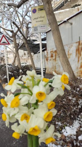 عکس  شهید اسفندیانی